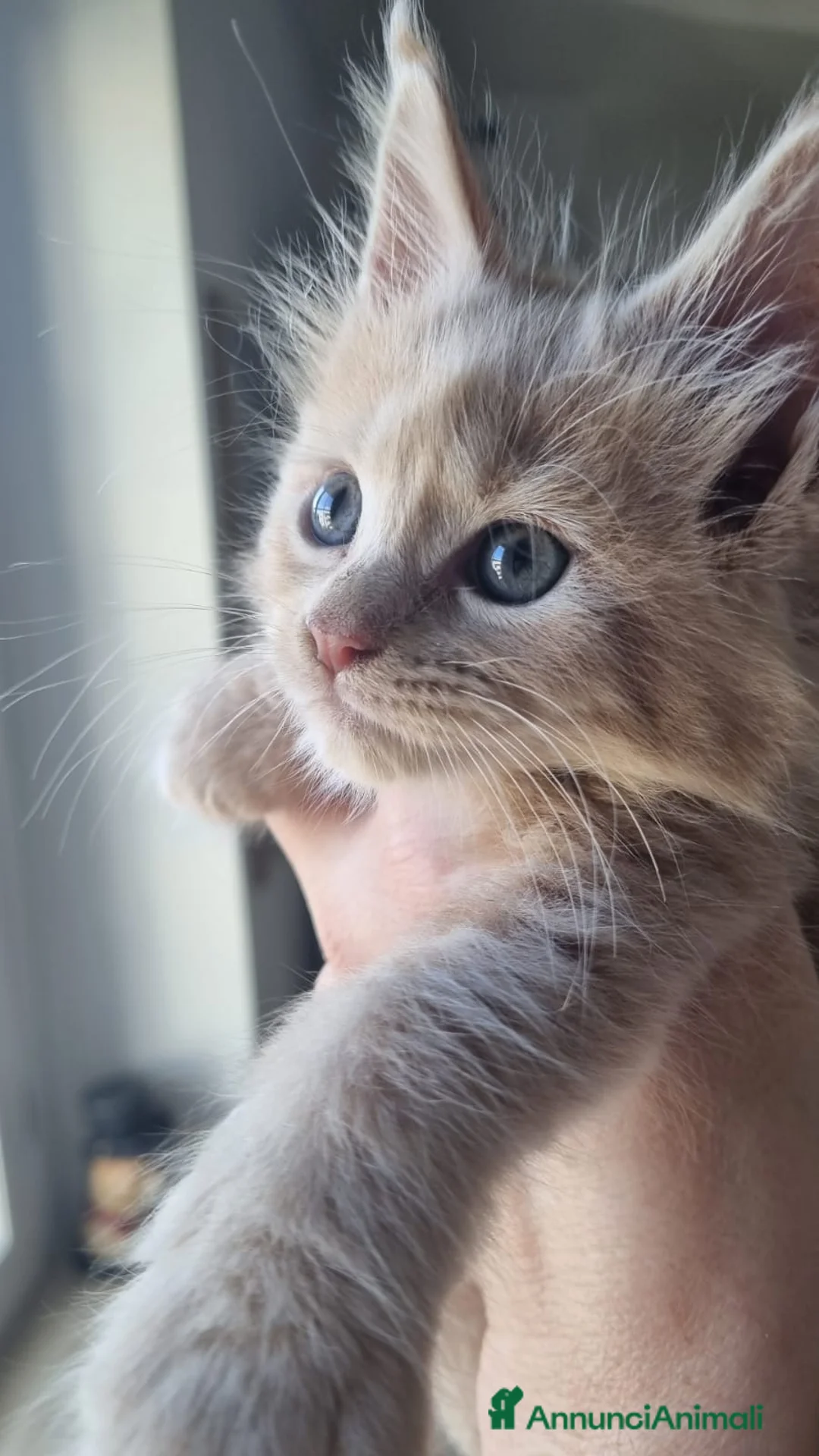 Maine Coon gatti in vendita: Mainecoon pedigree ANFI  - Annuncio 2