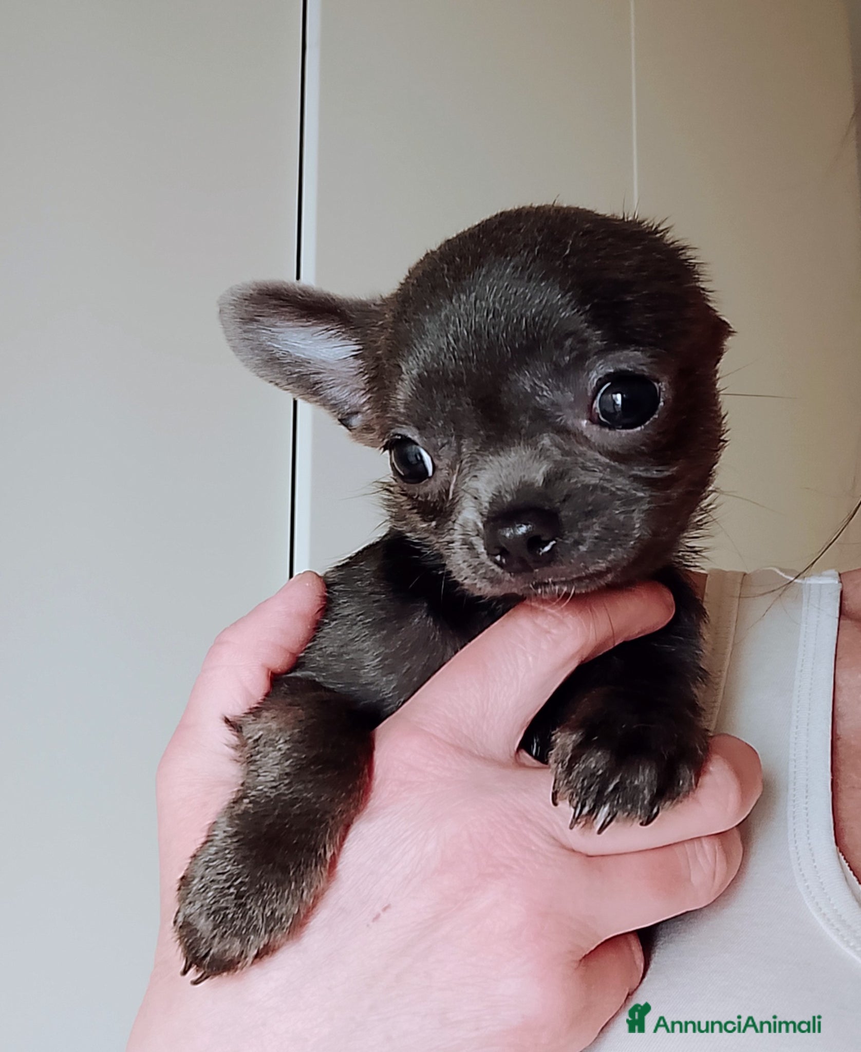 Chihuahua cani Chihuahua con pedigree ENCI  - Annuncio 6