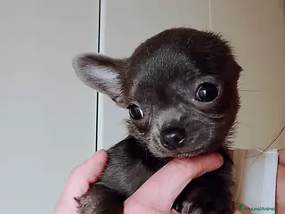 Chihuahua cani Chihuahua con pedigree ENCI - Annuncio 6