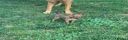 Pinscher Tedesco cani in vendita: Cucciolo di pinscher - Annuncio 1
