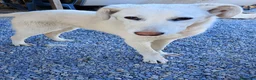 Meticcio cani in regalo: Grecia - Annuncio 1