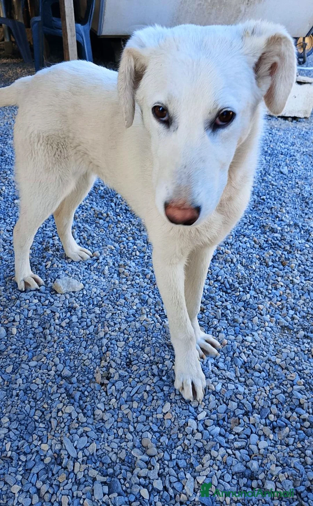 Meticcio cani in regalo: Grecia - Annuncio 1