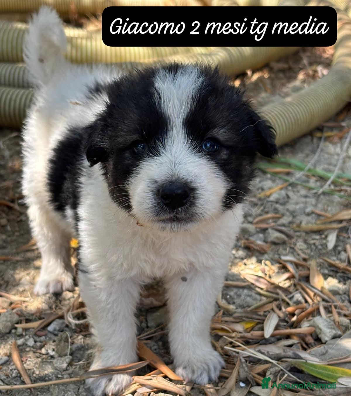 Meticcio cani Cuccioli invisibili da adottare - Annuncio 2