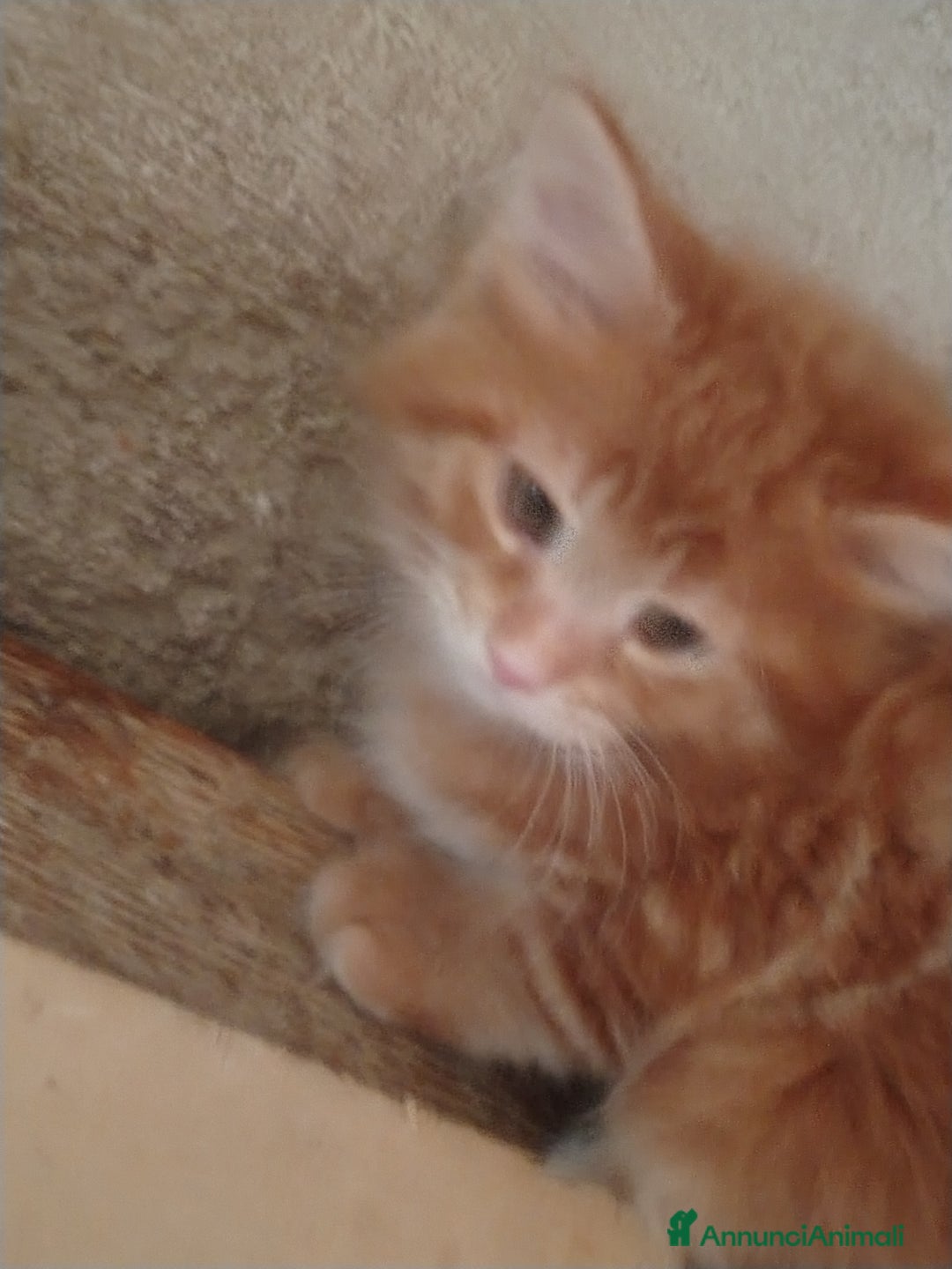 Maine Coon gatti in vendita: Cuccioli Red tabby a Provincia di Ravenna - Immagine 4
