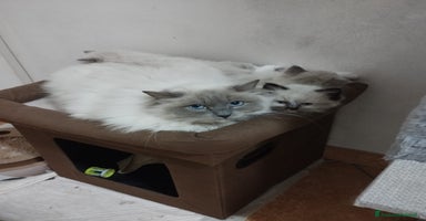 Ragdoll gatti a Provincia di Brescia - Annuncio 10
