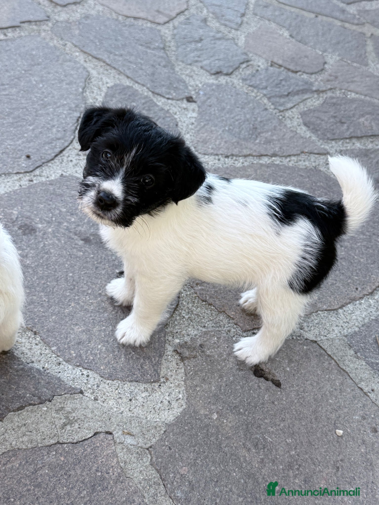 Jack Russell cani Femmina bianco nera pelo ruvido - Annuncio 16