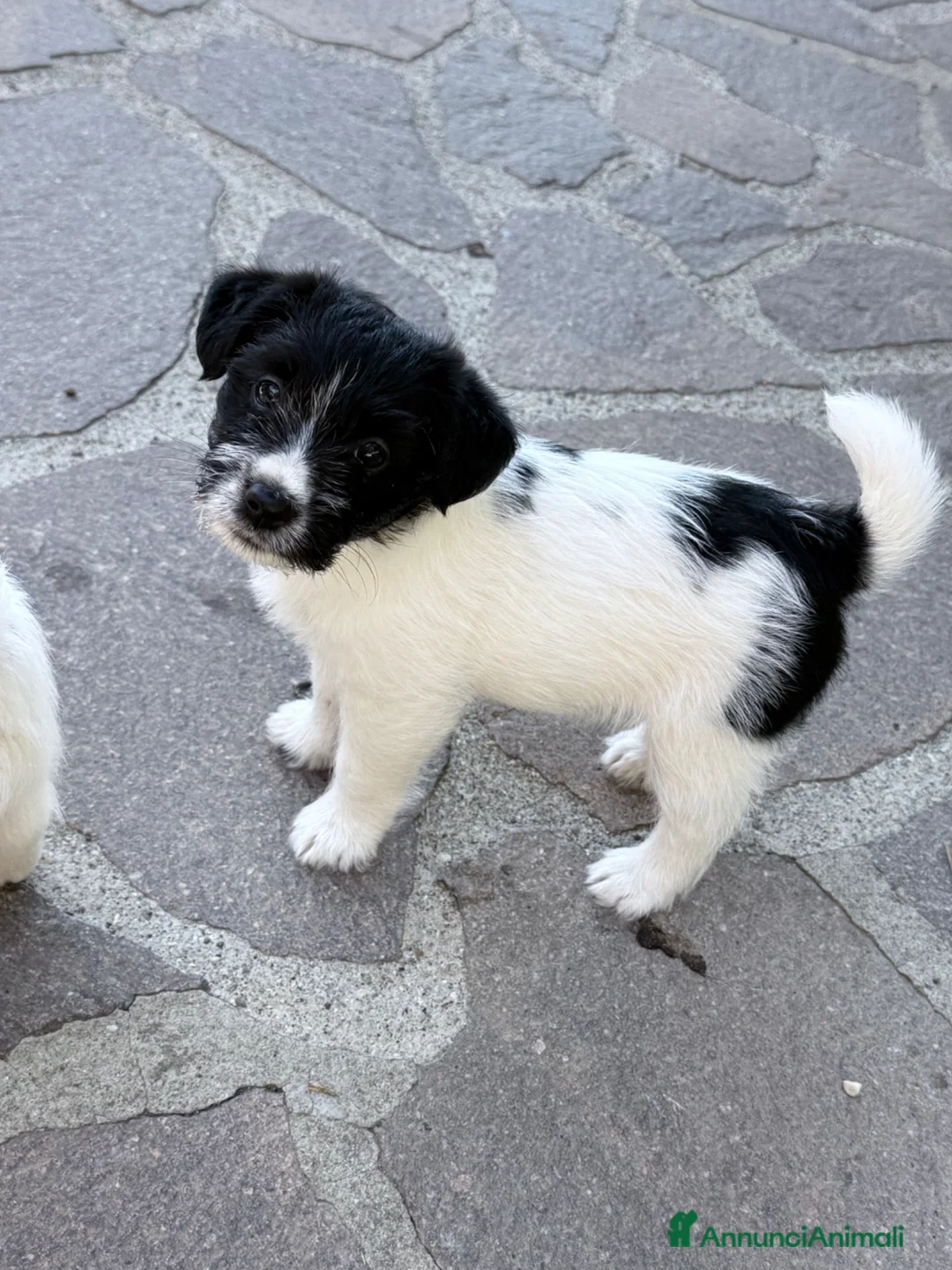 Jack Russell cani in vendita: Femmina bianco nera pelo ruvido - Annuncio 1