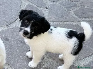 Jack Russell cani Femmina bianco nera pelo ruvido - Annuncio 16