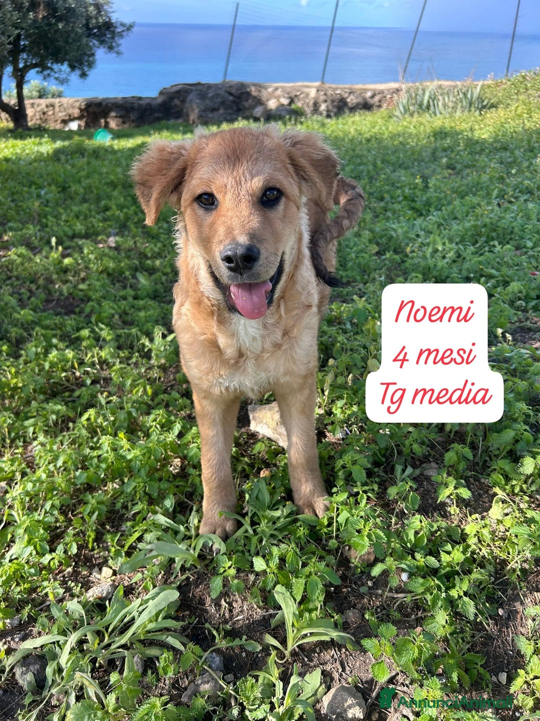 Meticcio cani in regalo: Cuccioli urgentemente cercano casa! - Annuncio 7