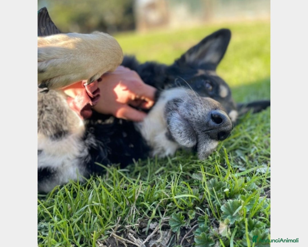 Meticcio cani in regalo: 6anni Pastore meraviglioso in box dal 2020 MILANO a Milano - Annuncio 4