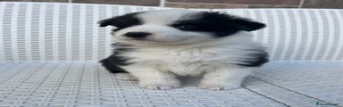 Border Collie Cucciolo 4