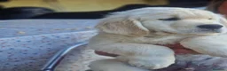Golden Retriever cani in vendita: Golden retriever pronta consegna  - Annuncio 6