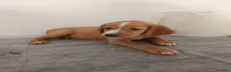 Meticcio cani in vendita: Cuccioli cani da caccia a Città Metropolitana di Bari - Annuncio 6