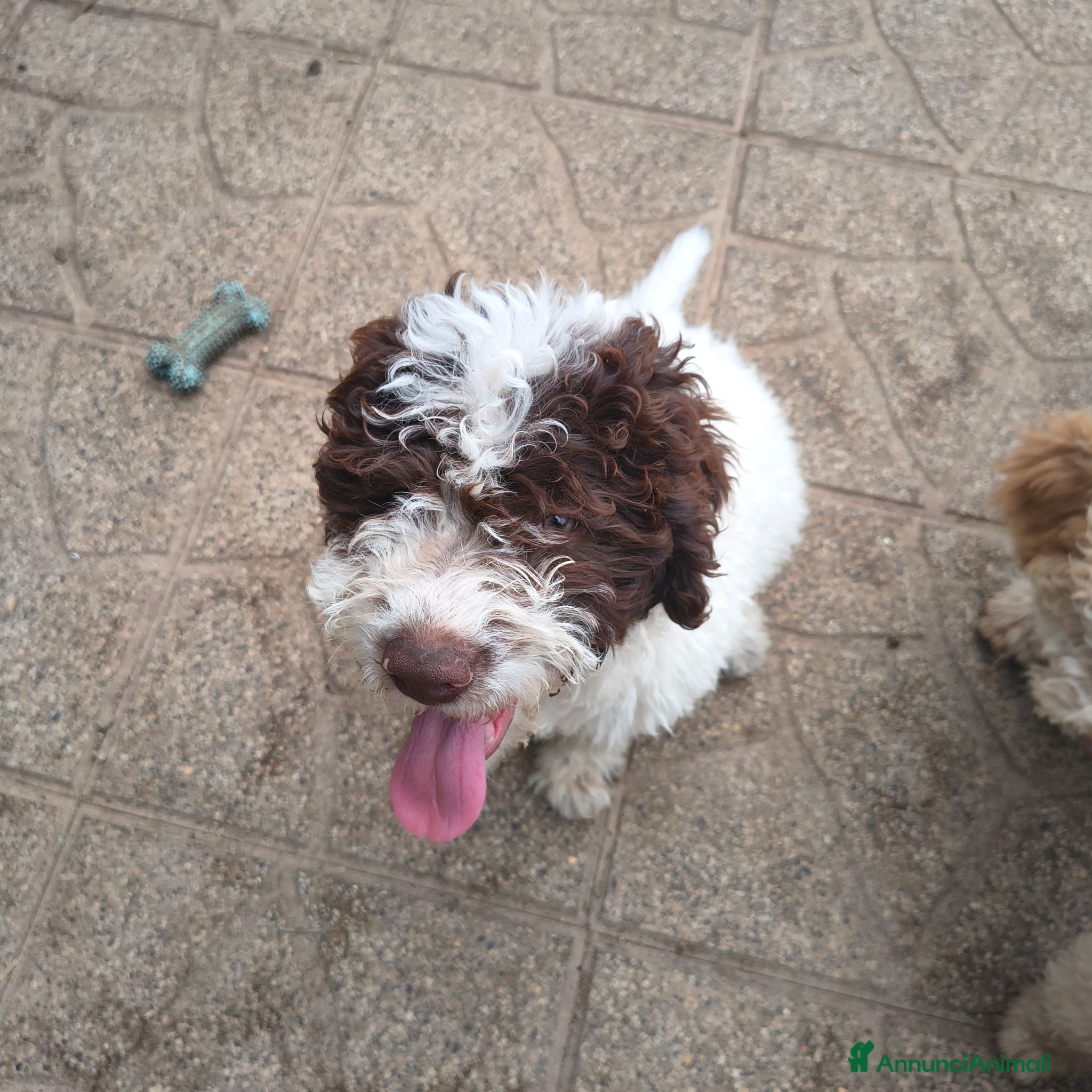 Lagotto cani LAGOTTO ROMAGNOLO CON PEDIGREE - Annuncio 2