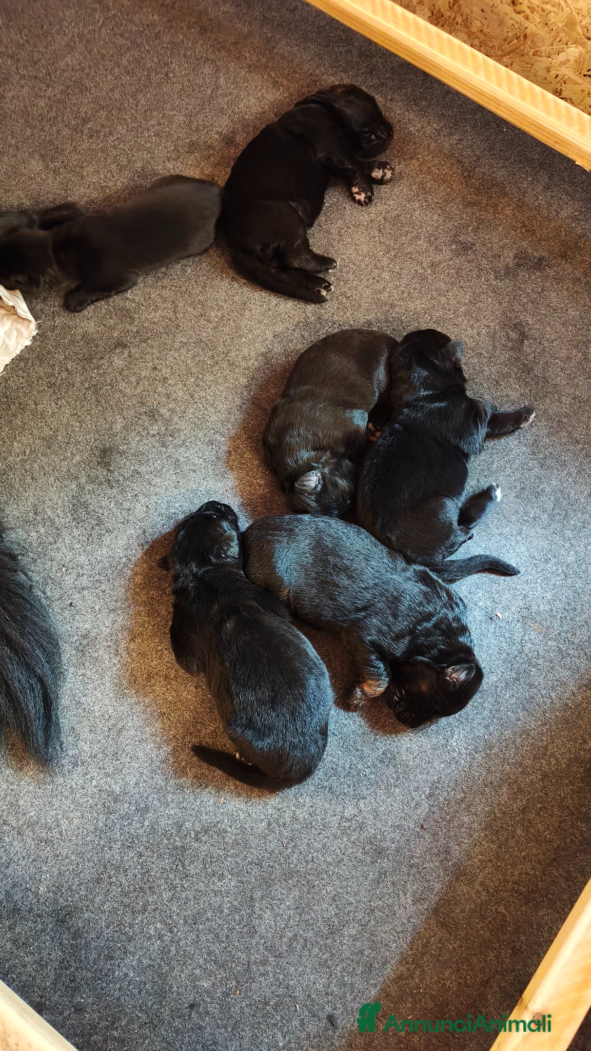 Pastore Tedesco cani in vendita: Cuccioli Pastore Tedesco Pelo Lungo  - Annuncio 1