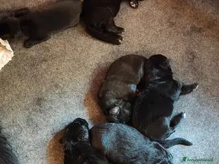 Pastore Tedesco cani Cuccioli Pastore Tedesco Pelo Lungo - Annuncio 1