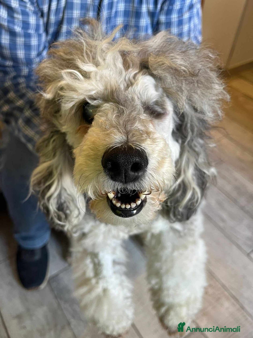 Barboncino cani in regalo: FRAGOLA & CILIEGIA, simpaticissime BARBOCINE - Annuncio 12