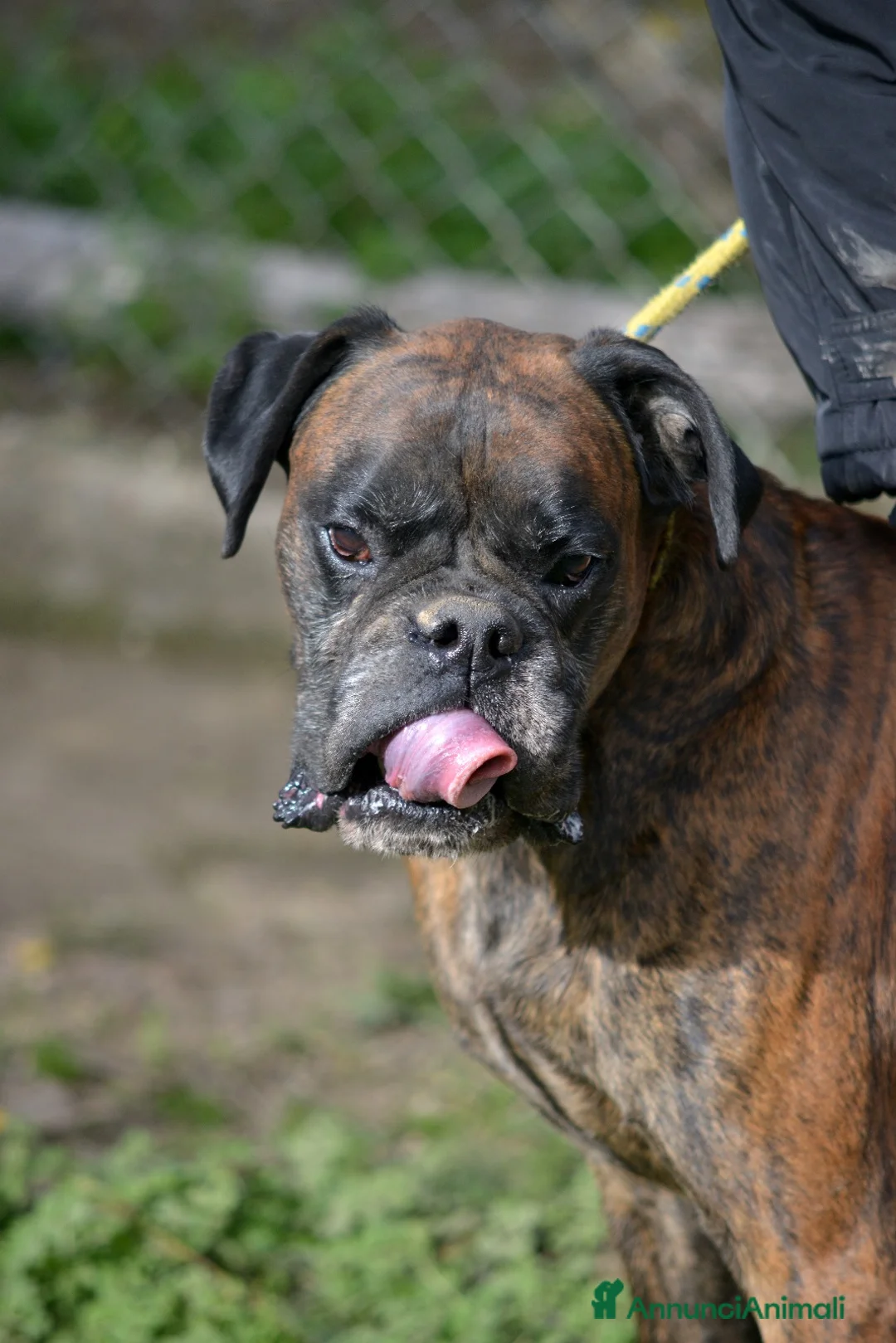 Boxer cani in regalo: IL SIMPATICO VITO HA BISOGNO DI UNA FAMIGLIA - Annuncio 3