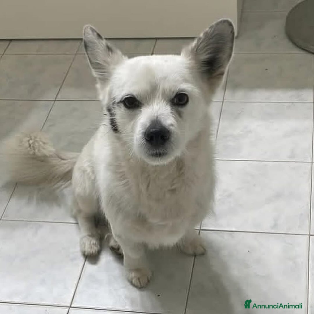 Volpino Italiano cani in regalo: ZUCCHERO incrocio volpino-bassotto cerca adozione a Provincia di Latina - Immagine 3