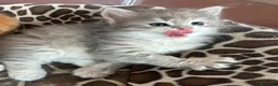 Siberiano gatti in vendita: Cuccioli Siberiano - Annuncio 12