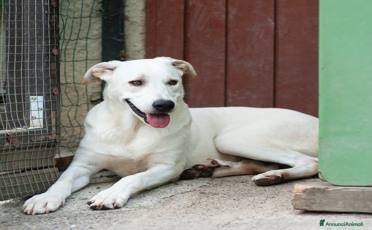 Altre razze cani a Provincia di Bergamo - Annuncio 6