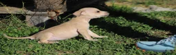Pitbull cani in vendita: Cuccioli Pit Bull con Pedigree anche a rate - Annuncio 16