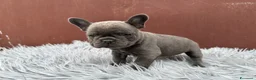 Bulldog Francese cani in vendita: Bulldog francesi esotici - Annuncio 2
