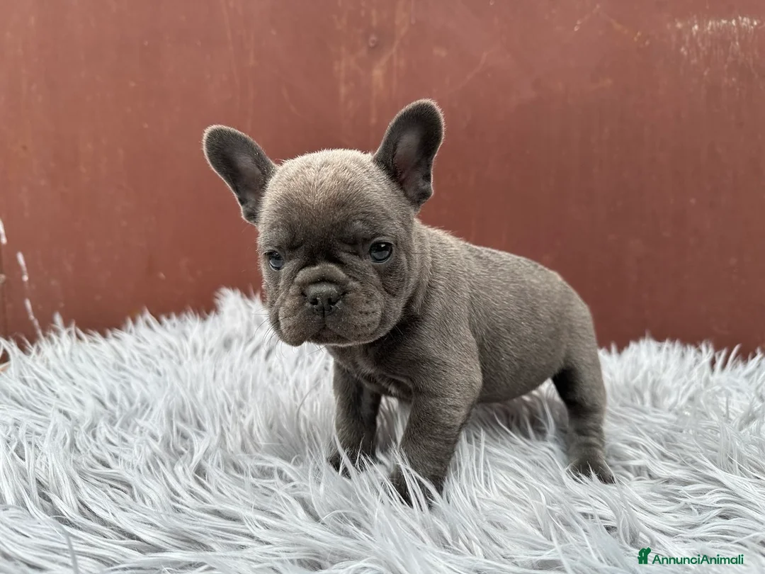 Bulldog Francese cani in vendita: Bulldog francesi esotici - Annuncio 2