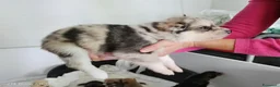 Meticcio cani in regalo: Cuccioli figli di Husky e Akita - Annuncio 4