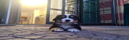 Bovaro del Bernese cani in vendita: Cuccioli bovari del bernese  - Annuncio 10