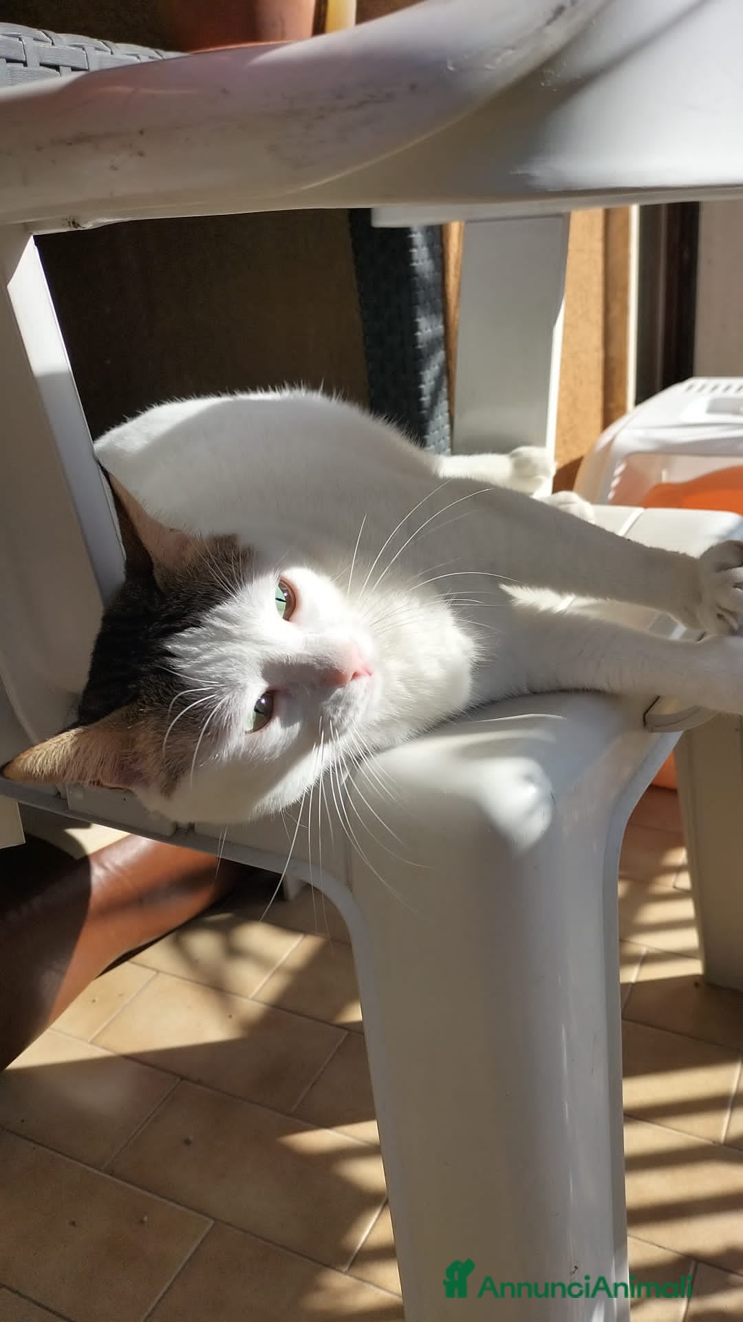 Meticcio gatti in regalo: Gerfild e Greta  - Annuncio 3