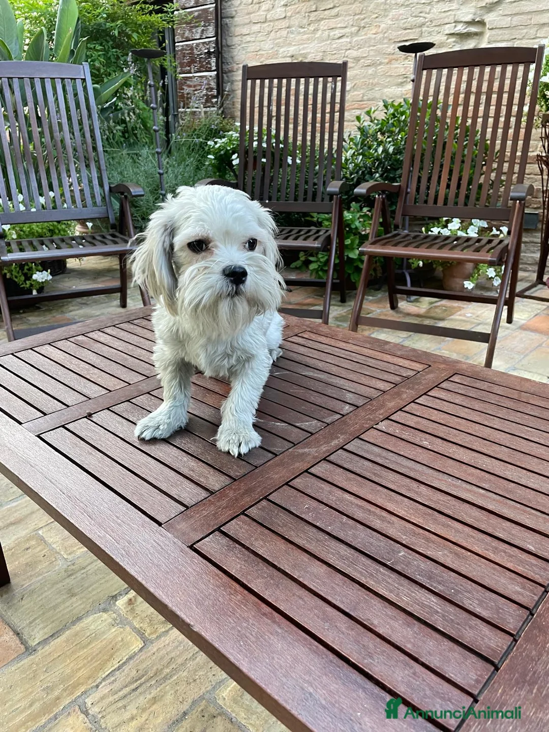 Maltese cani in vendita: MALTESE MASCHIO TOY - rimborso spese - Annuncio 2