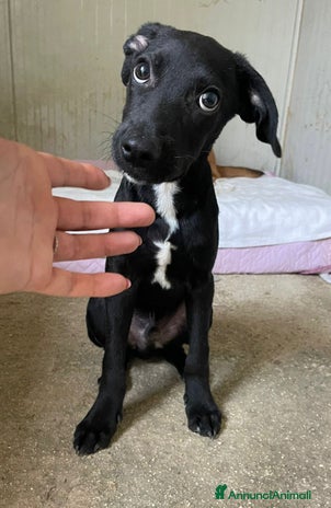 Meticcio cani a Città metropolitana di Roma Capitale - Annuncio 9