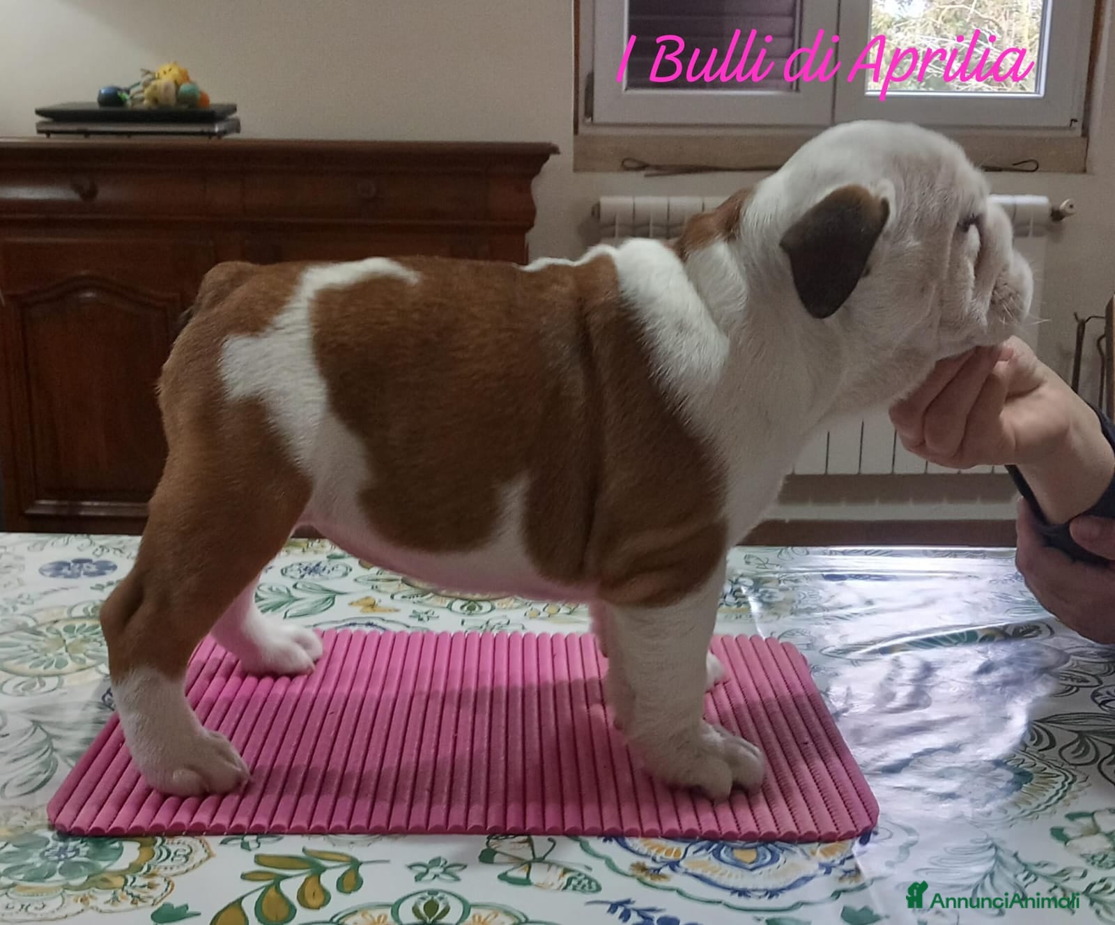 Bulldog cani BULLDOG INGLESE  - Annuncio 2