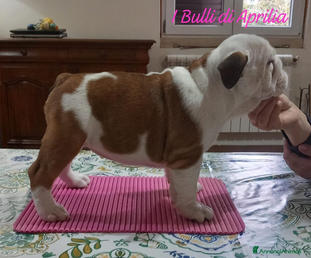 Bulldog cani in vendita: BULLDOG INGLESE  - Annuncio 1