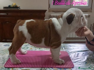 Bulldog cani BULLDOG INGLESE - Annuncio 38