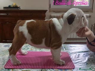 Bulldog cani BULLDOG INGLESE - Annuncio 2