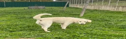 Meticcio cani in regalo: LERRY determinato! - Annuncio 4
