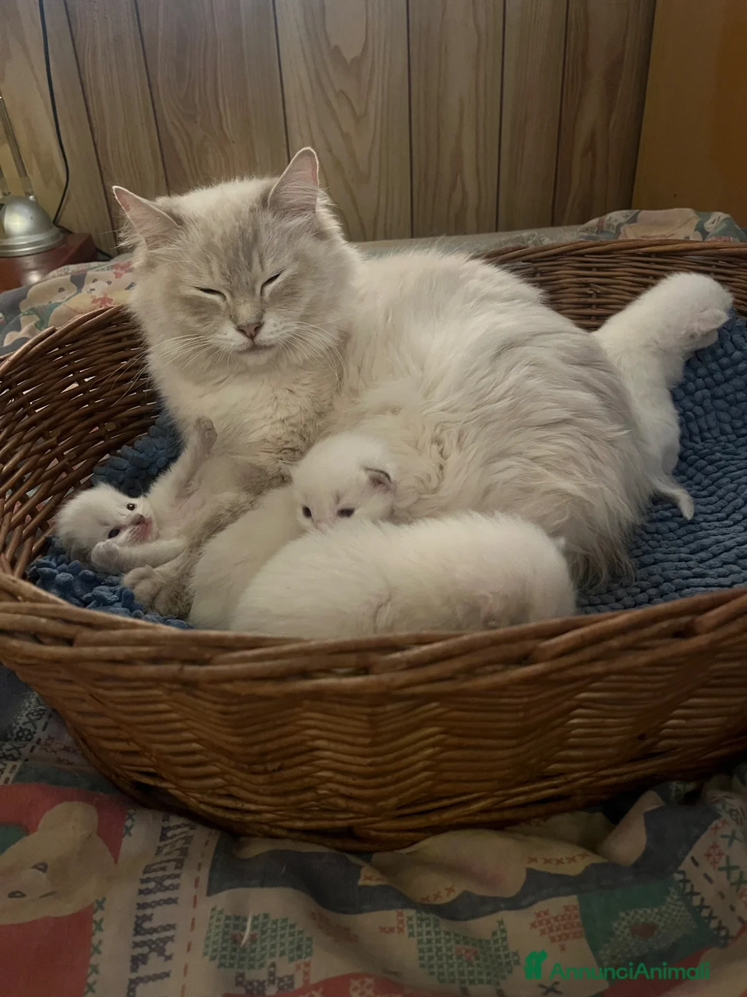 Ragdoll gatti in vendita: Ragdoll cucciola con pedigree  - Annuncio 2