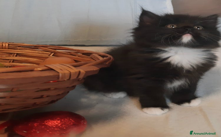 Siberiano gatti a Provincia di Forlì-Cesena - Annuncio 18