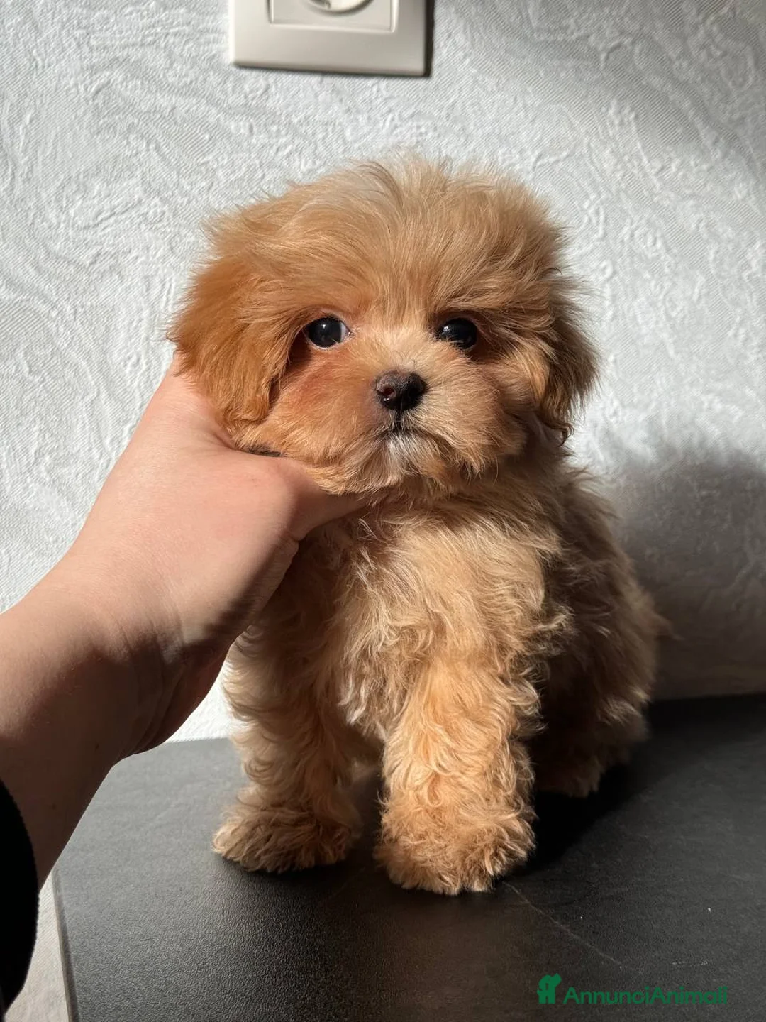 Barboncino cani in regalo: Barboncino maschio e femmina - Annuncio 3