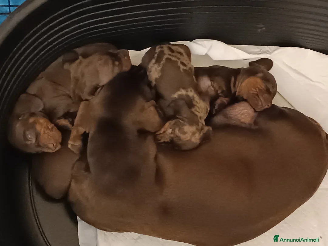 Bassotto cani in vendita: Bassotti cioccolato Pedigree con affisso - Annuncio 4