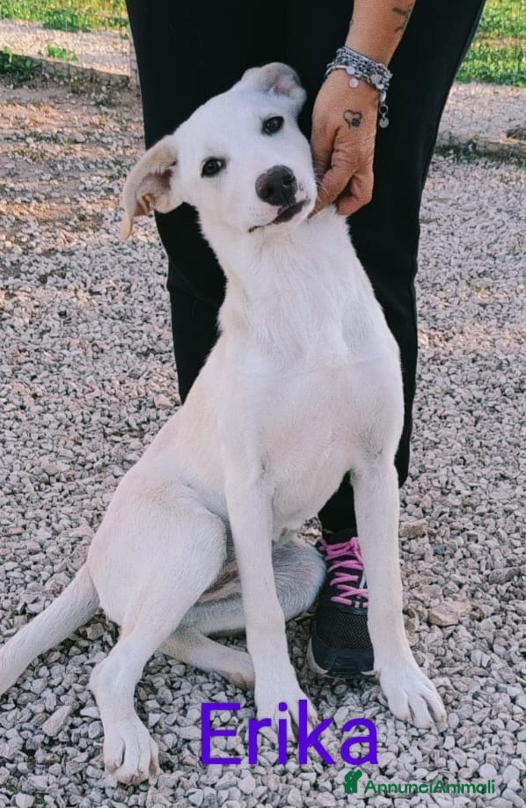 Meticcio cani in regalo: Erika una cucciola da salvare  - Annuncio 2