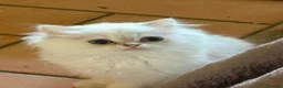 British gatti in vendita: Cucciolo di British Longhair  a Provincia di Perugia - Annuncio 3