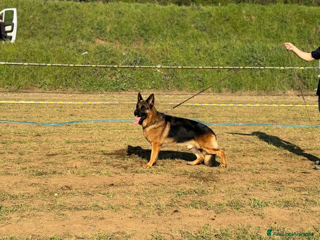 Pastore Tedesco cani per accoppiamento: Pastore tedesco per monte  - Annuncio 1