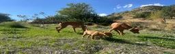 Cirneco dell'Etna cani in vendita: ULTIMI Splendidi Cuccioli di Cirneco dell'Etna - Annuncio 4