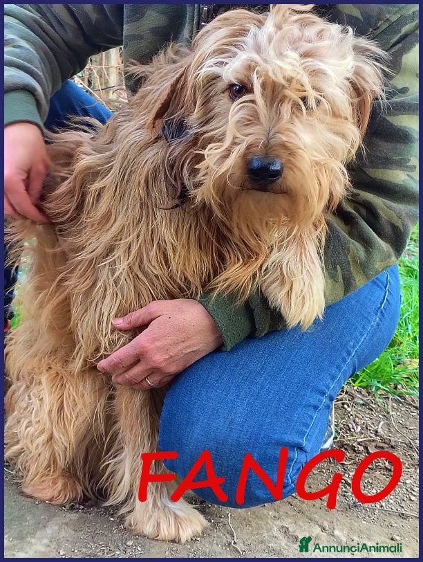 Spinone cani FANGO DOLCE SPINONCELLO 2-3 ANNI SOGNA LA GIOIA DI a Città metropolitana di Milano - Annuncio 3