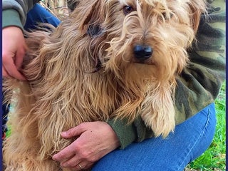 Spinone cani FANGO DOLCE SPINONCELLO 2-3 ANNI SOGNA LA GIOIA DI a Città metropolitana di Milano - Annuncio 2