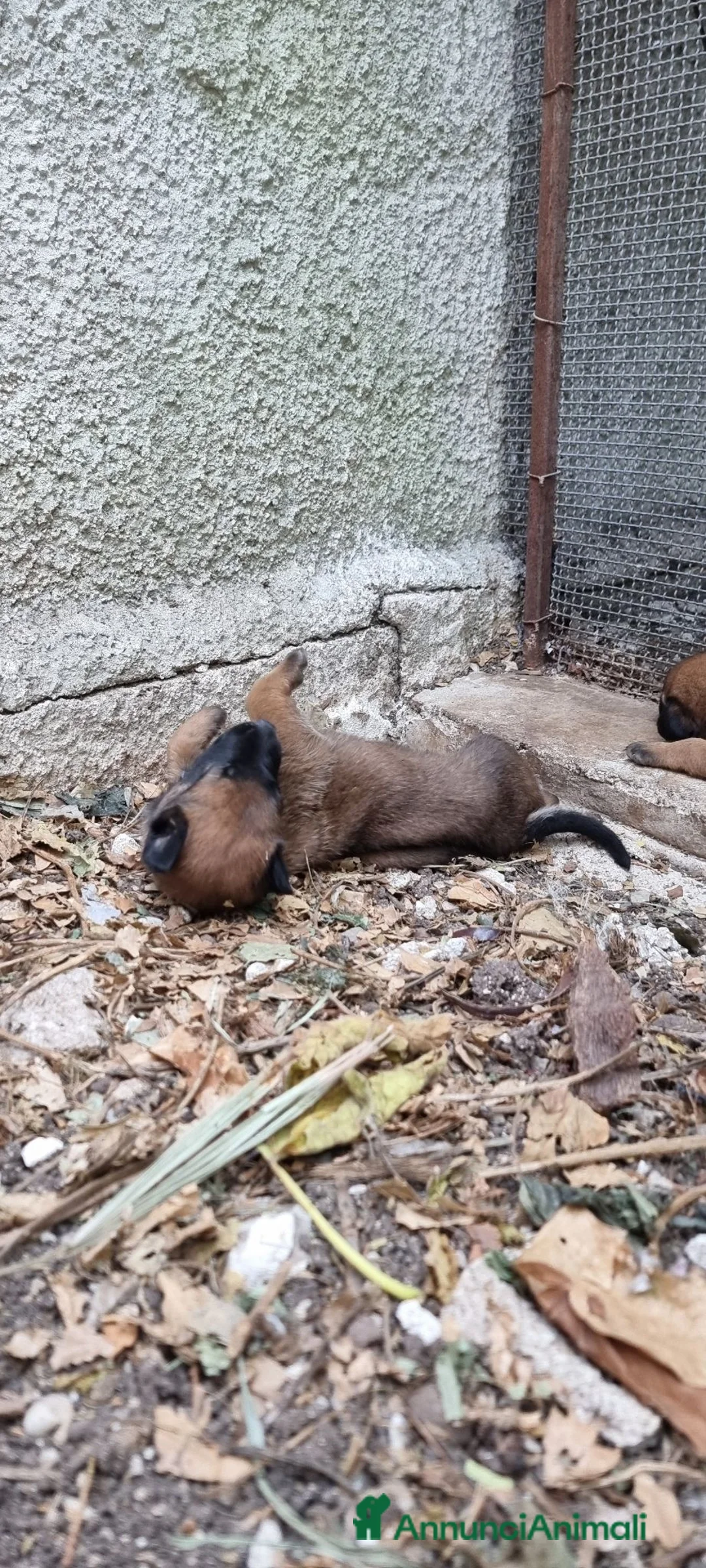 Pastore Belga cani in vendita: Cucciolata Pastore Belga Malinois Italia  - Annuncio 8