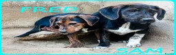 Meticcio cani in regalo: FRED e SAM simil bassottini - Annuncio 8